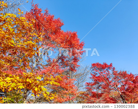 Autumn leaves of the former Usui pass mountain view 130002388