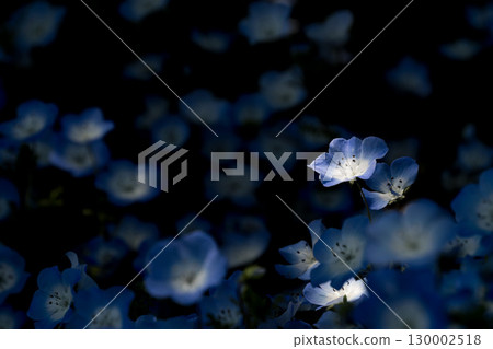 一朵粉蝶花在樹蔭下被燈光照亮 130002518