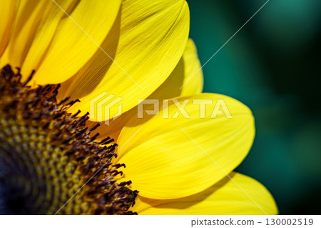 Macro close-up of sunflowers - Diagonal third composition 130002519