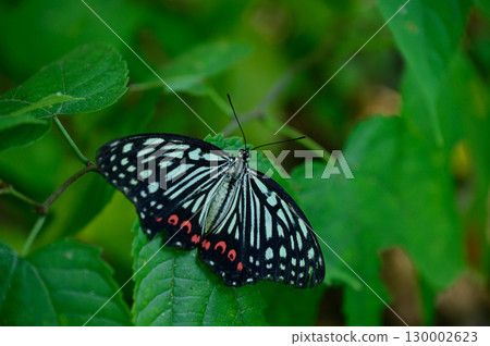 紅腹蝴蝶棲息在葉子上 130002623