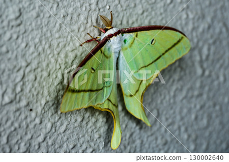 A Great Waterfly perched on a wall A Great Waterfly perched on a wall 130002640