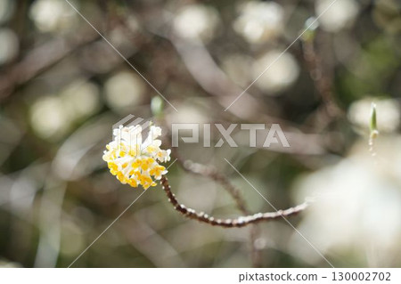 Mitumata flowers Mitumata flowers 130002702