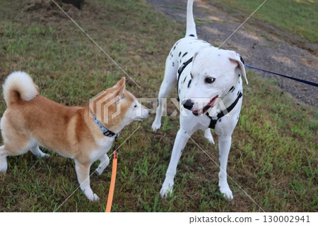 Shiba Inu Shiba Inu 130002941