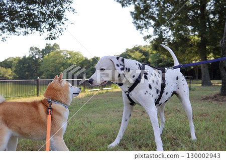 Shiba Inu 130002943