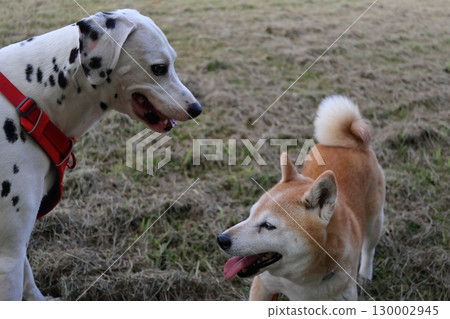 Shiba Inu Shiba Inu 130002945