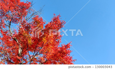 Autumn leaves 130003043
