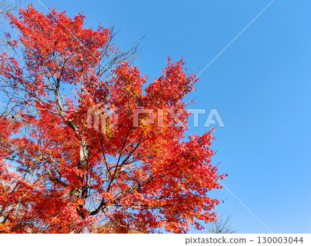 Autumn leaves Autumn leaves 130003044