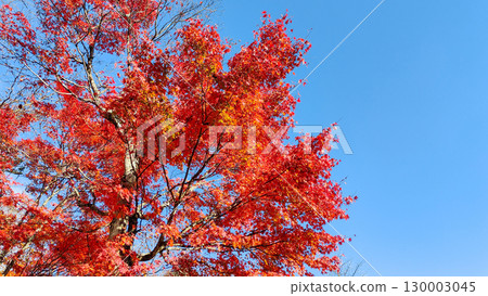 Autumn leaves Autumn leaves 130003045