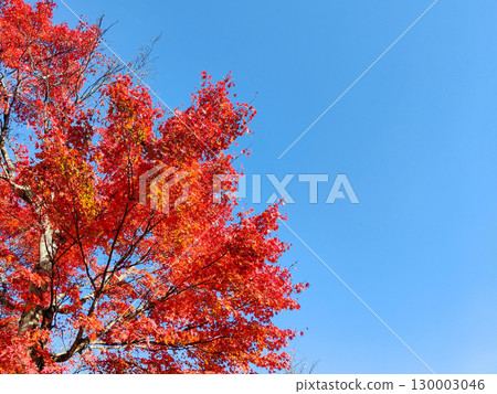 Autumn leaves Autumn leaves 130003046