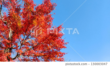 Autumn leaves 130003047