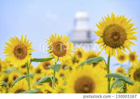 Sunflowers and lighthouse Sunflowers and lighthouse 130003167