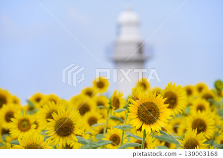 Sunflowers and lighthouse Sunflowers and lighthouse 130003168