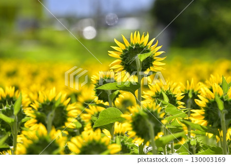 Sunflower Back Sunflower Back 130003169