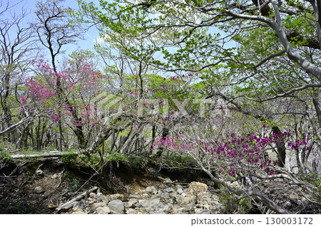 霧島登山道上盛開的三葉杜鵑 130003172