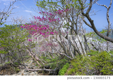 Mitsuba azalea blooming on the Kirishima hiking trail Mitsuba azalea blooming on the Kirishima hiking trail 130003173