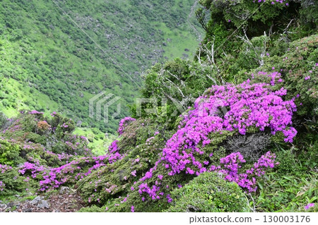 深山霧島在唐國嶽山頂綻放 深山霧島在唐國嶽山頂綻放 130003176