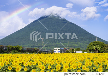 Sunflowers blooming at Nishi-Oyama Station Sunflowers blooming at Nishi-Oyama Station 130003203