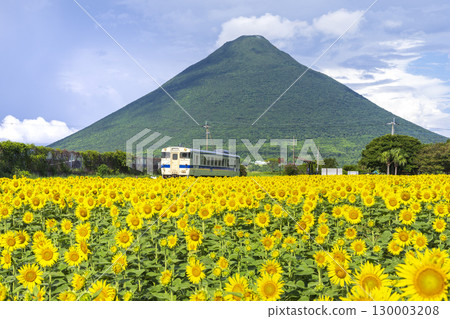 Sunflowers blooming at Nishi-Oyama Station Sunflowers blooming at Nishi-Oyama Station 130003208