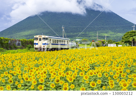 Sunflowers blooming at Nishi-Oyama Station 130003212