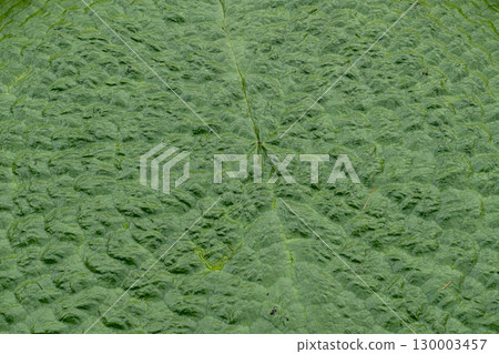 Water lily leaf pattern background material Water lily leaf pattern background material 130003457