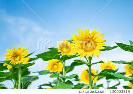夏日天空中閃耀的向日葵 - 複製空間素材“向日葵田”路邊站 Kyokushi 130003519