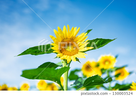 Sunflowers shining against the summer sky - Copy space material "Sunflower Field" Roadside Station Kyokushi 130003524