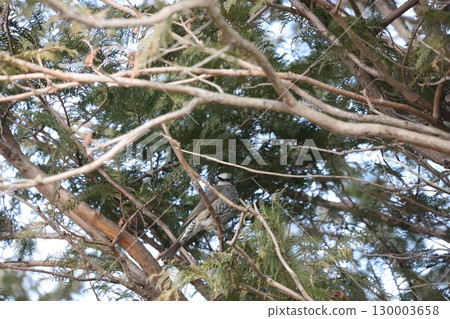棕耳鵯棲息在樹枝上 棕耳鵯棲息在樹枝上 130003658