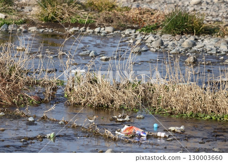 A sandpiper walking near the washed-up garbage 130003660