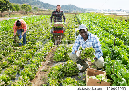 Team of farmers gathering lettuce in vegetable field at farm 130003963