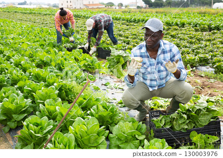 Anxious farmer checking chard in field during harvest 130003976