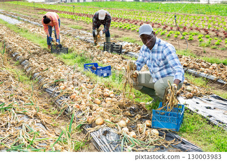 African american horticulturist harvesting onions on vegetable farm 130003983