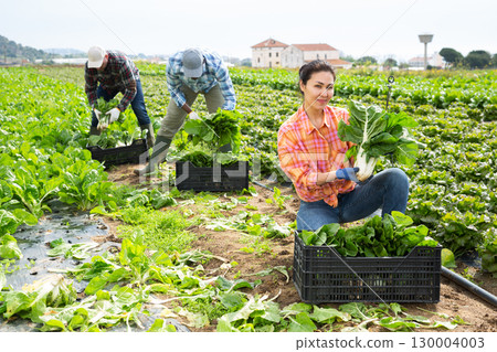 Smiling woman horticulturist showing harvested green chard on field 130004003