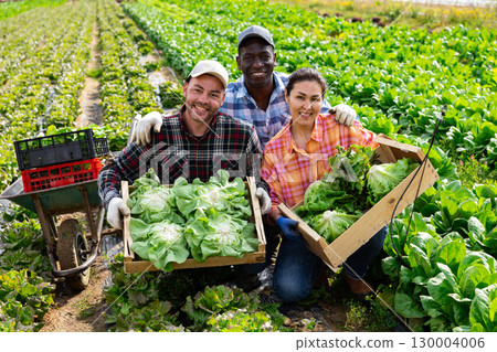Portrait of three happy farmers with a crop of lettuce in farmers field Portrait of three happy farmers with a crop of lettuce in farmers field 130004006