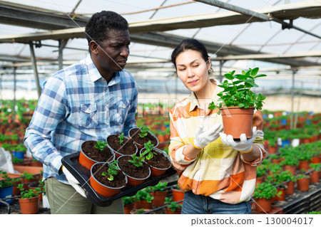 African american farmer is inspecting peppermint pots with an asian female colleague 130004017