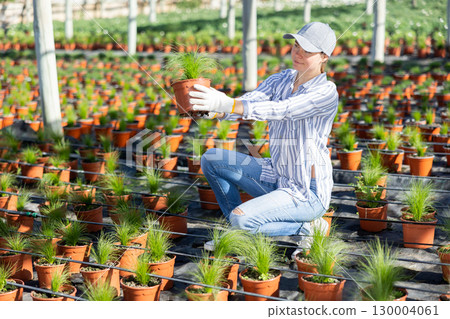 Woman farmer inspects a decorative feather grass 130004061