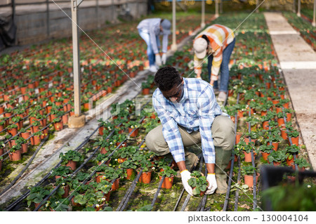 African american farmer growing strawberries puts pots in a row 130004104