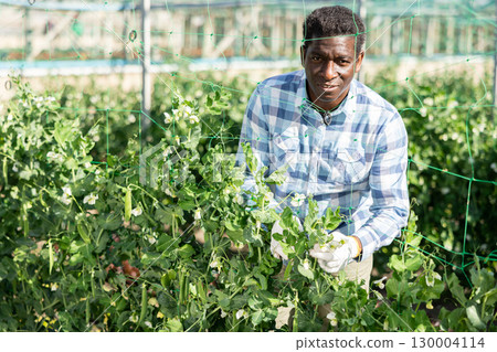 African american farmer corrects the shoots of string beans African american farmer corrects the shoots of string beans 130004114