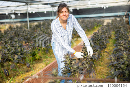 Focused female farmer cutting cannabis plants in greenhouse Focused female farmer cutting cannabis plants in greenhouse 130004164