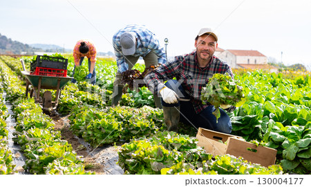 Smiling man farmer picking lettuce on field Smiling man farmer picking lettuce on field 130004177