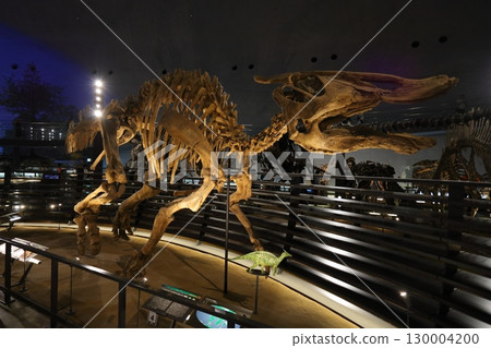 福井縣立恐龍博物館的蜥腳類恐龍化石 130004200