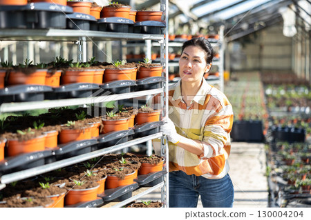 Horticulturist pushing shelf with potted plants in hothouse Horticulturist pushing shelf with potted plants in hothouse 130004204