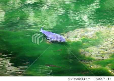 Carp in the pond (Izuruhara Benten Pond) 130004217