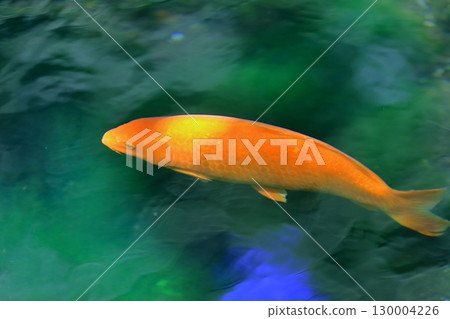 池塘里的鯉魚(五十原弁天池) 池塘里的鯉魚(五十原弁天池) 130004226