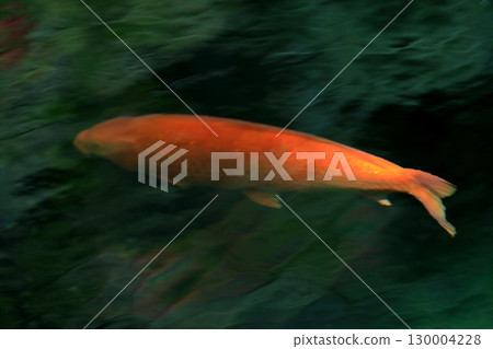 池塘里的鯉魚（五十原弁天池） 130004228