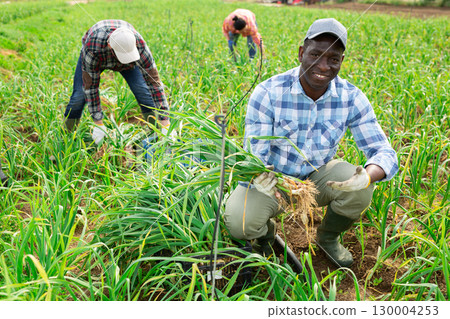 African american hired worker harvests garlic in farmers field 130004253