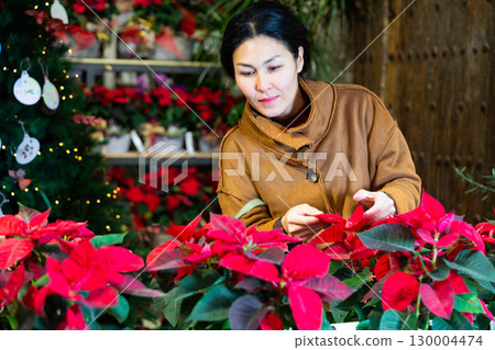 Asian woman chooses Poinsettia pulcherrima flowers Asian woman chooses Poinsettia pulcherrima flowers 130004474