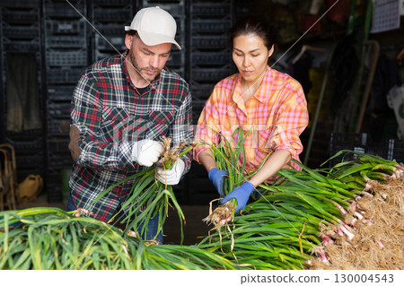 Man and woman sorting and peeling garlic in the backyard of farm 130004543