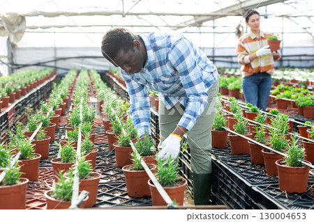 Male farm worker caring for rosemary flowers in greenhouse Male farm worker caring for rosemary flowers in greenhouse 130004653