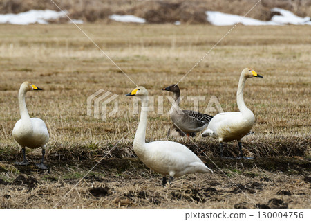Whooper Swans and Bean Goose 130004756