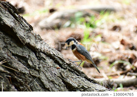 Summer-born varied tit 130004765